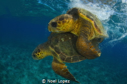 Logger head turtle mating,Cuba, gardens of the queen by Noel Lopez 